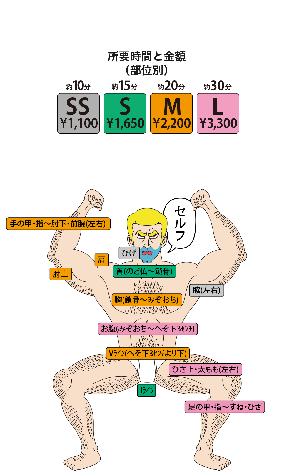脱毛マイケル料金表（体オモテ）